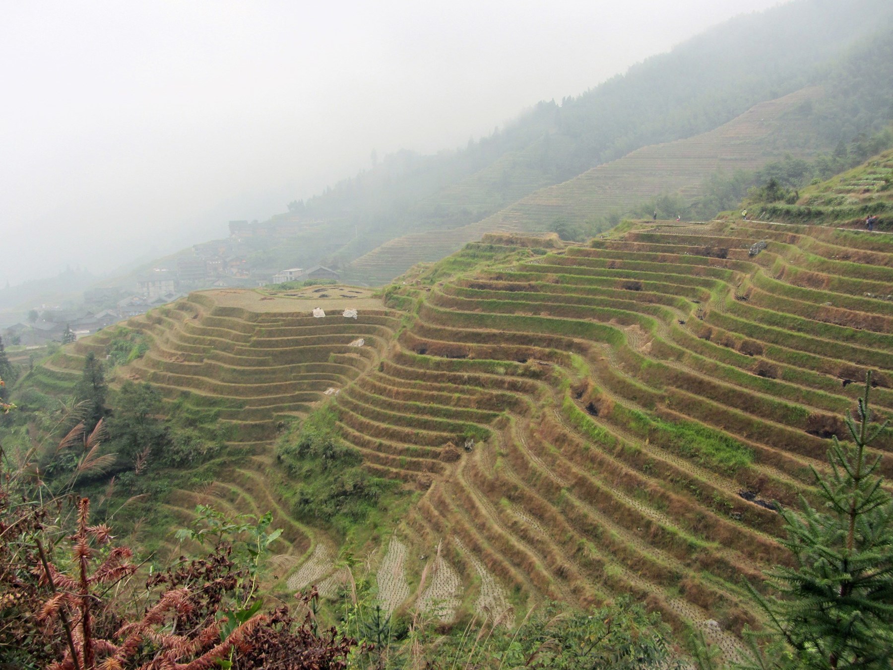 Case Study Longsheng