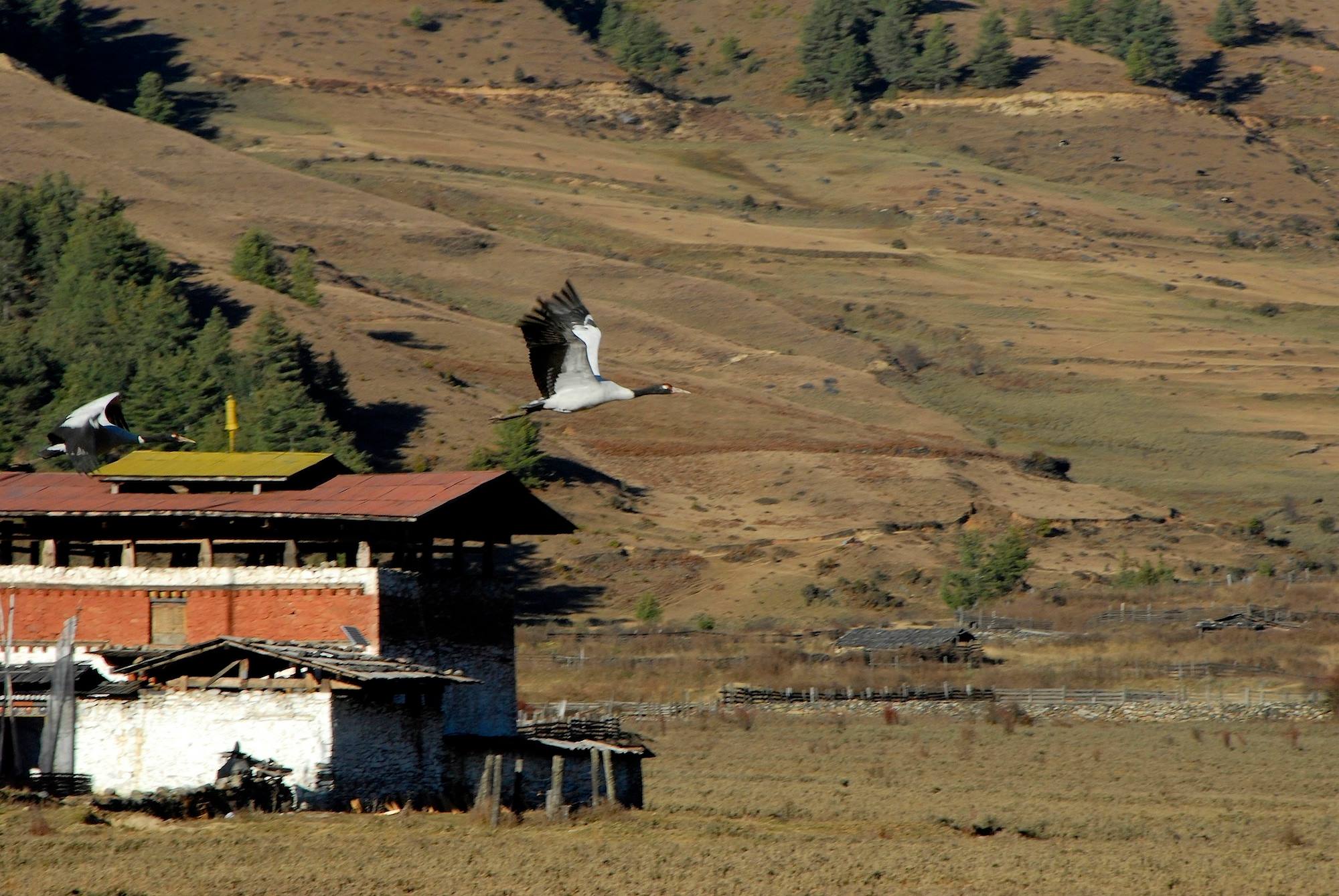 Gangtey Goenpa Lodge Gangtey BHUTAN 7 