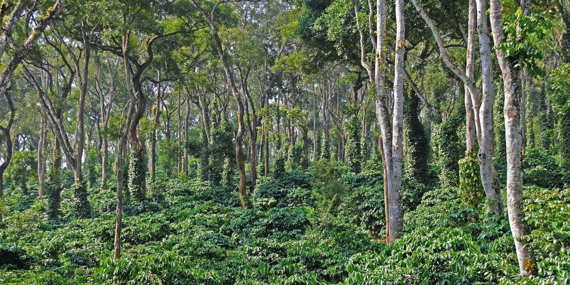 Orange County Coorg Karnataka South India 13 