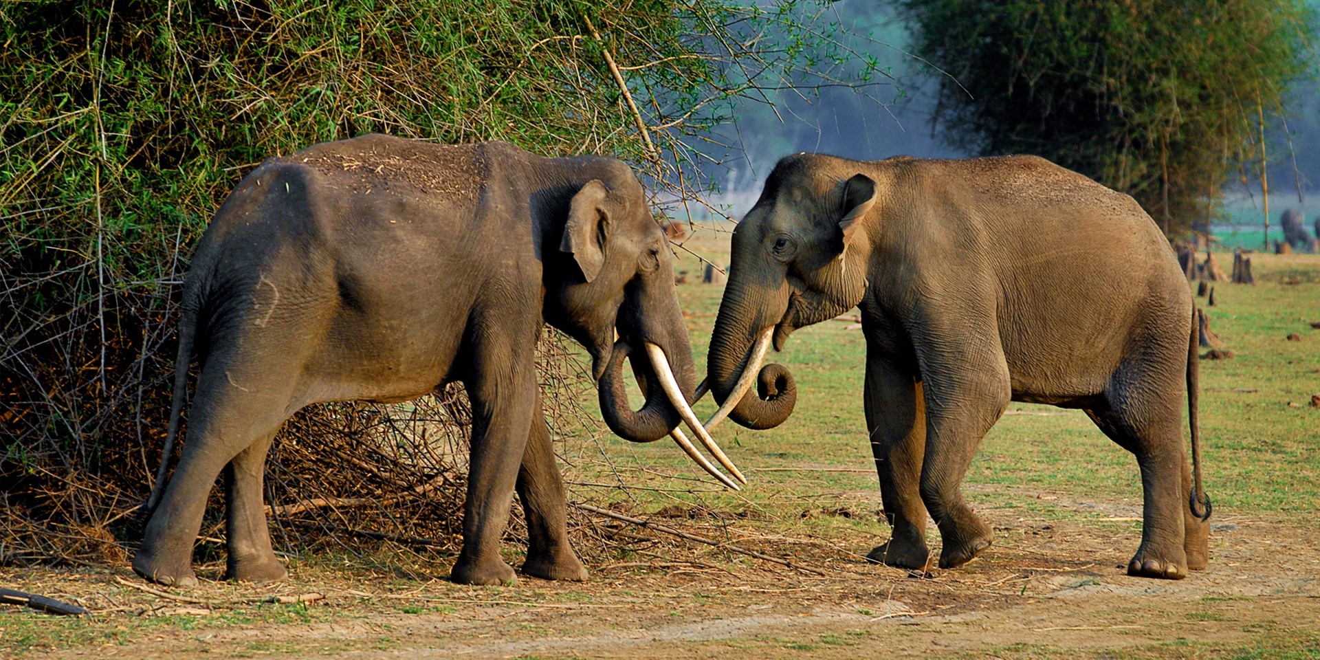 Orange County Kabini Karnataka South India 12 