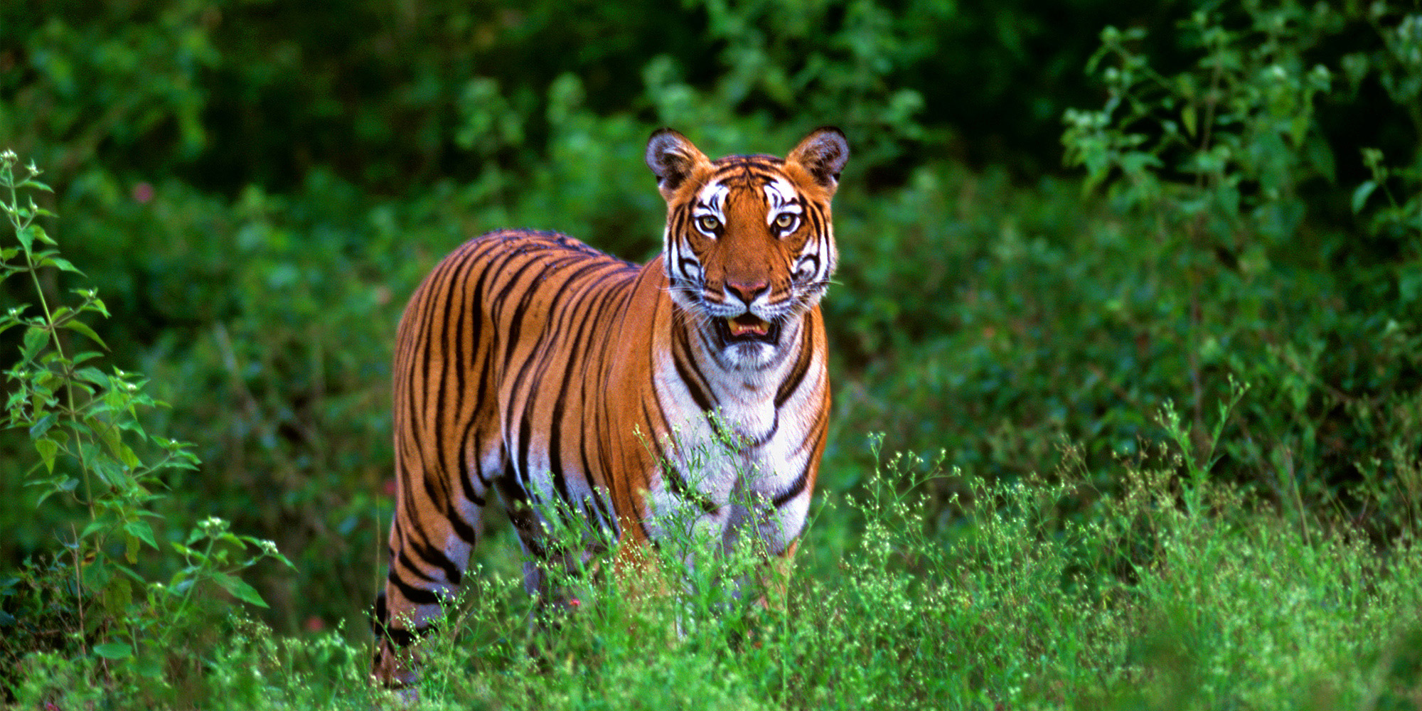 Orange County Kabini Karnataka South India 13 