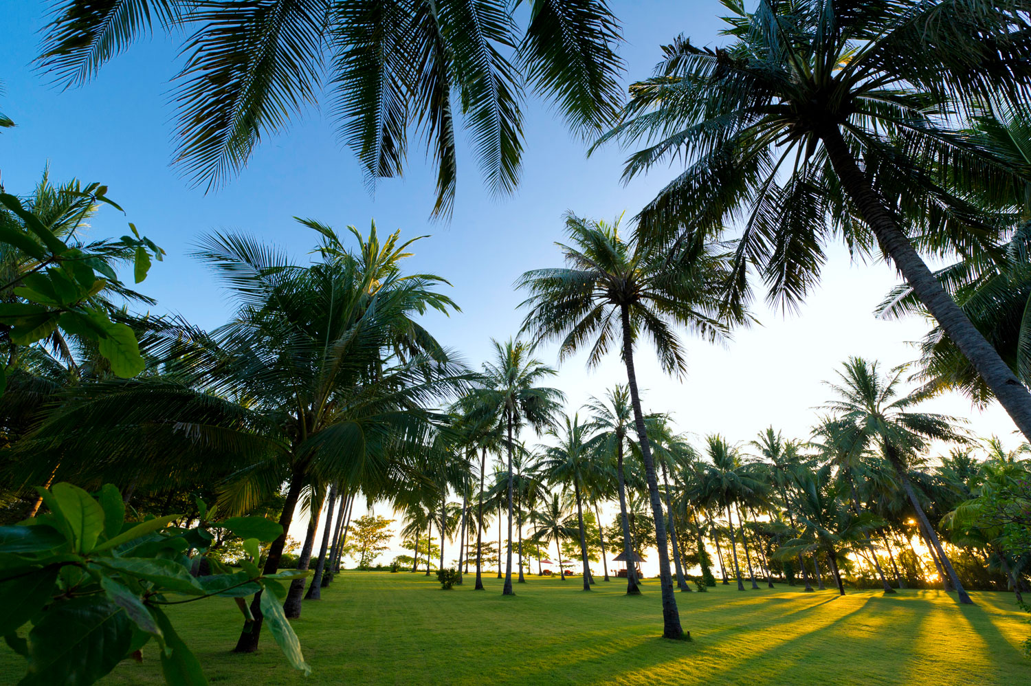 The Anandita Palm Tree Lawn Lombok Indonesia