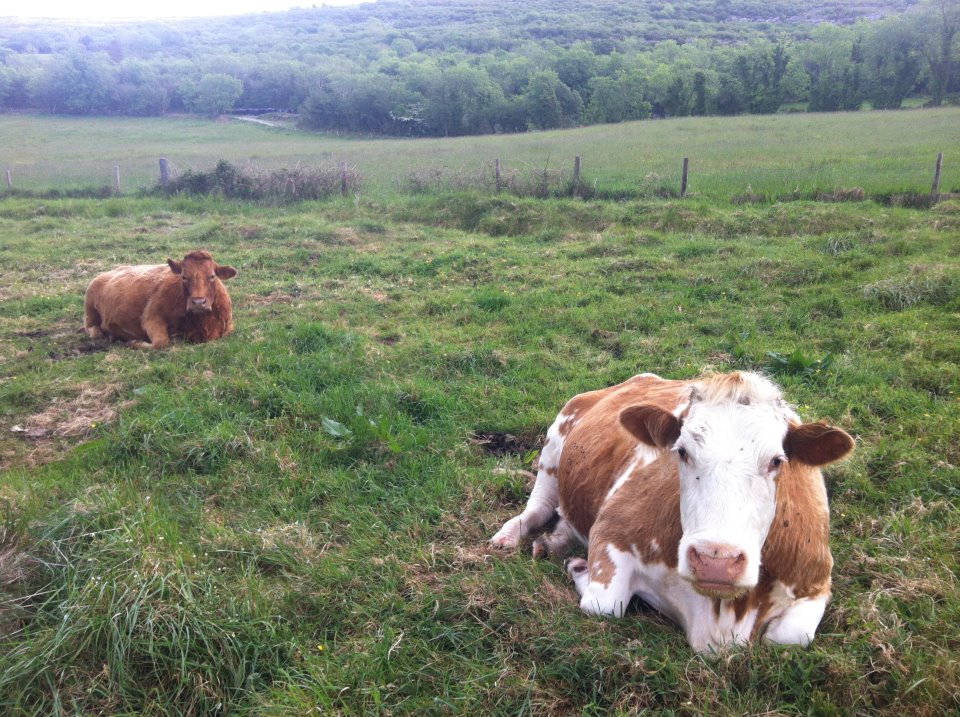 Gregans Castle Ballyvaughan Ireland Ampersand Travel 4 