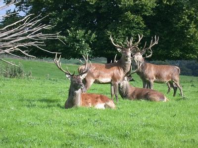 Killarney County Kerry Ireland Ampersand Travel 4 
