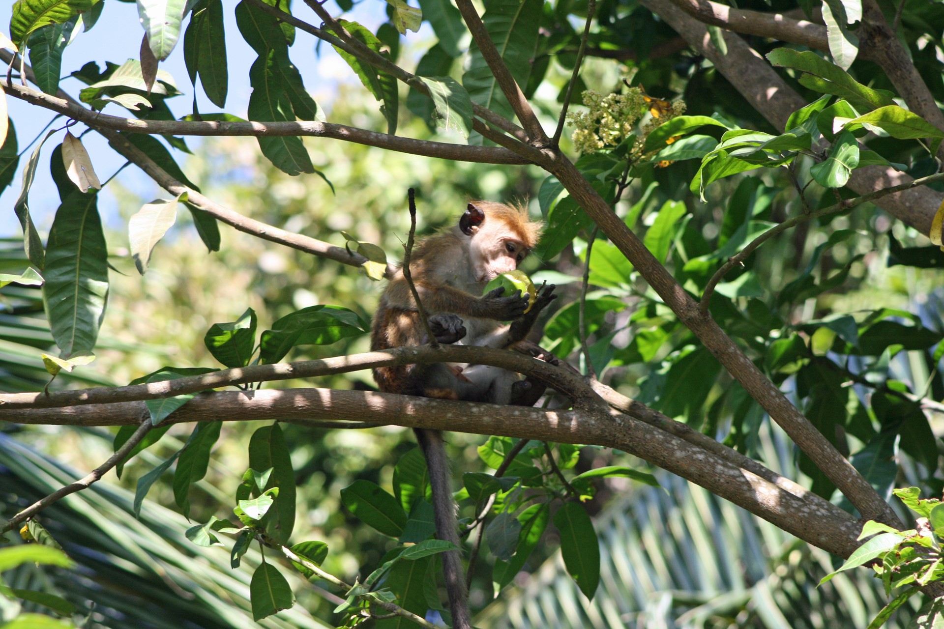 Rosyth Estate House Kegalle Near Kandy Sri Lanka 25 