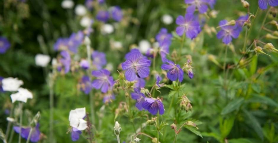 Bruern Cottages Cotswolds UK 17 