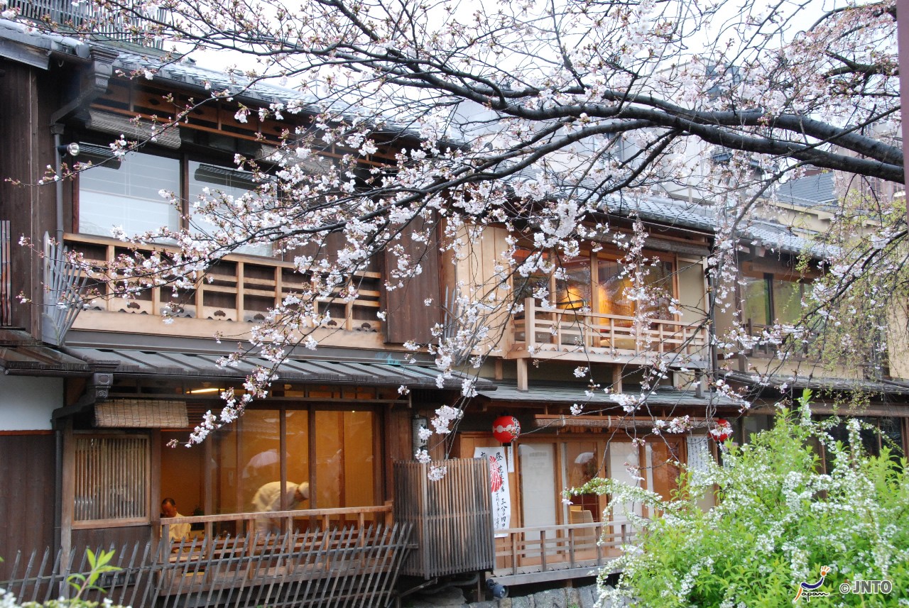 Following The Cherry Blossom Through Japan 8 