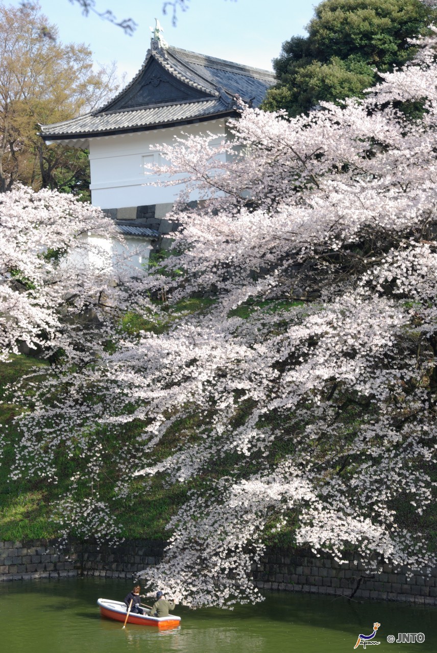 Following The Cherry Blossom Through Japan 9 