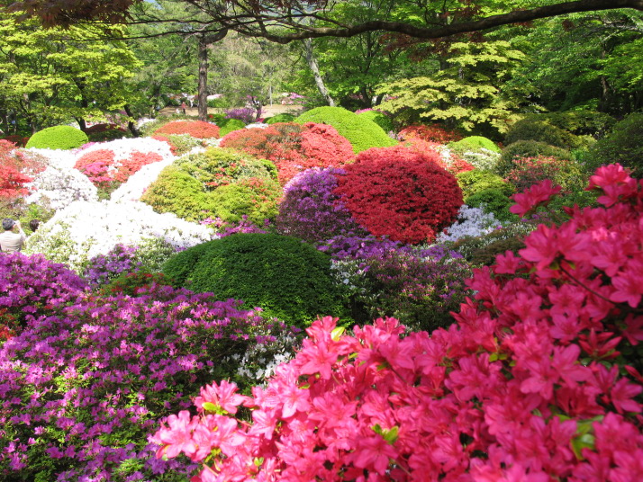 Mikawaya Hakone Japan 4 