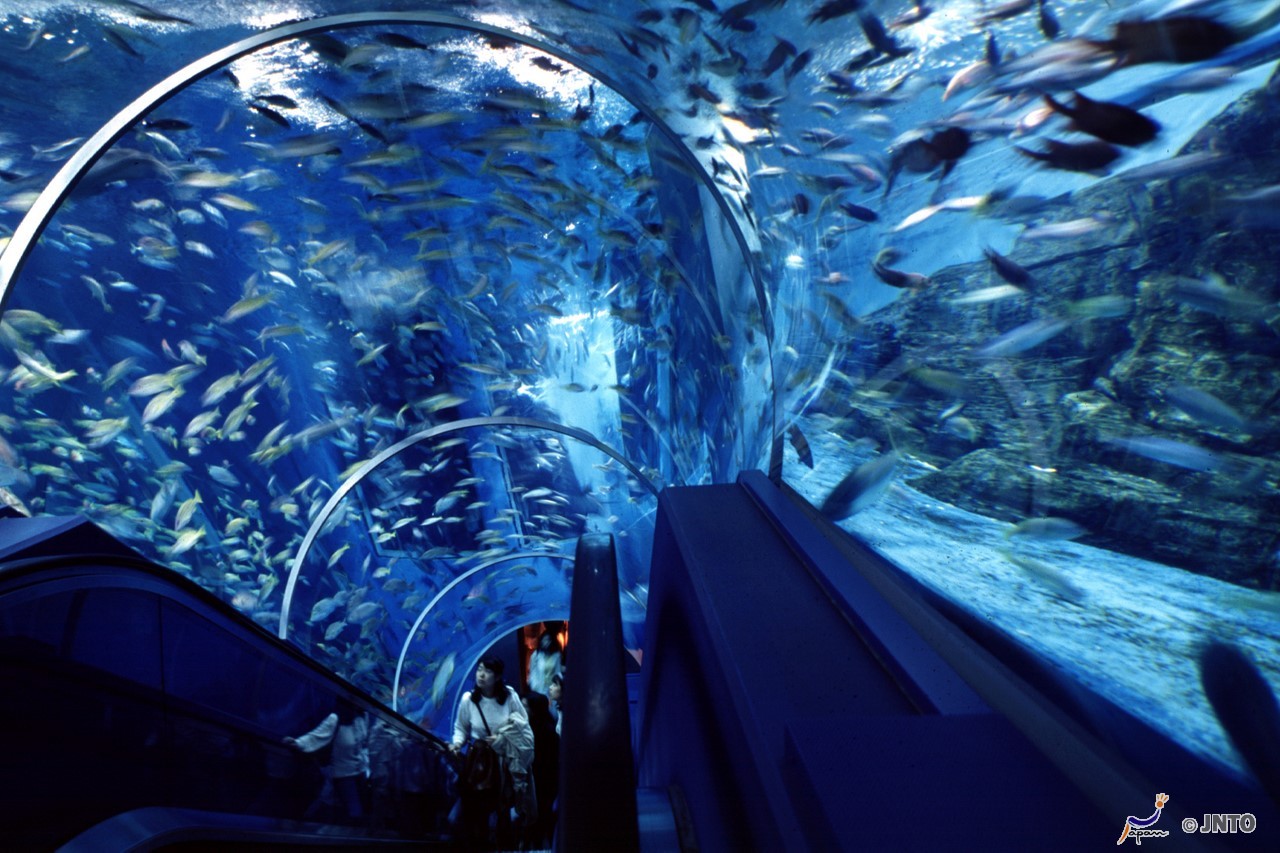 Family Adventure In Japan 4 