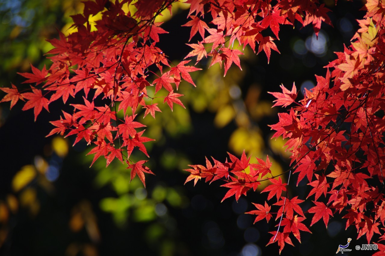 Autumn Leaves In Japan 5 