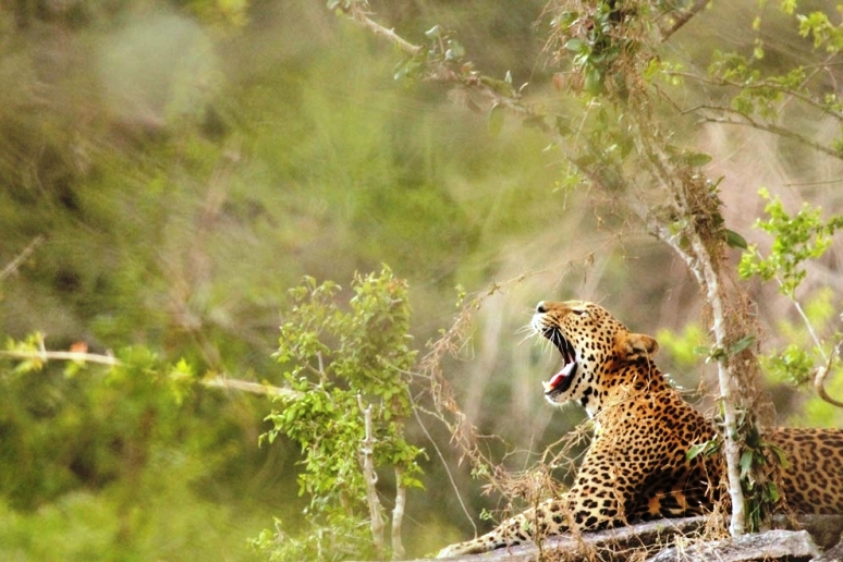 Leopard Trails Yala National Park Sri Lanka 12223
