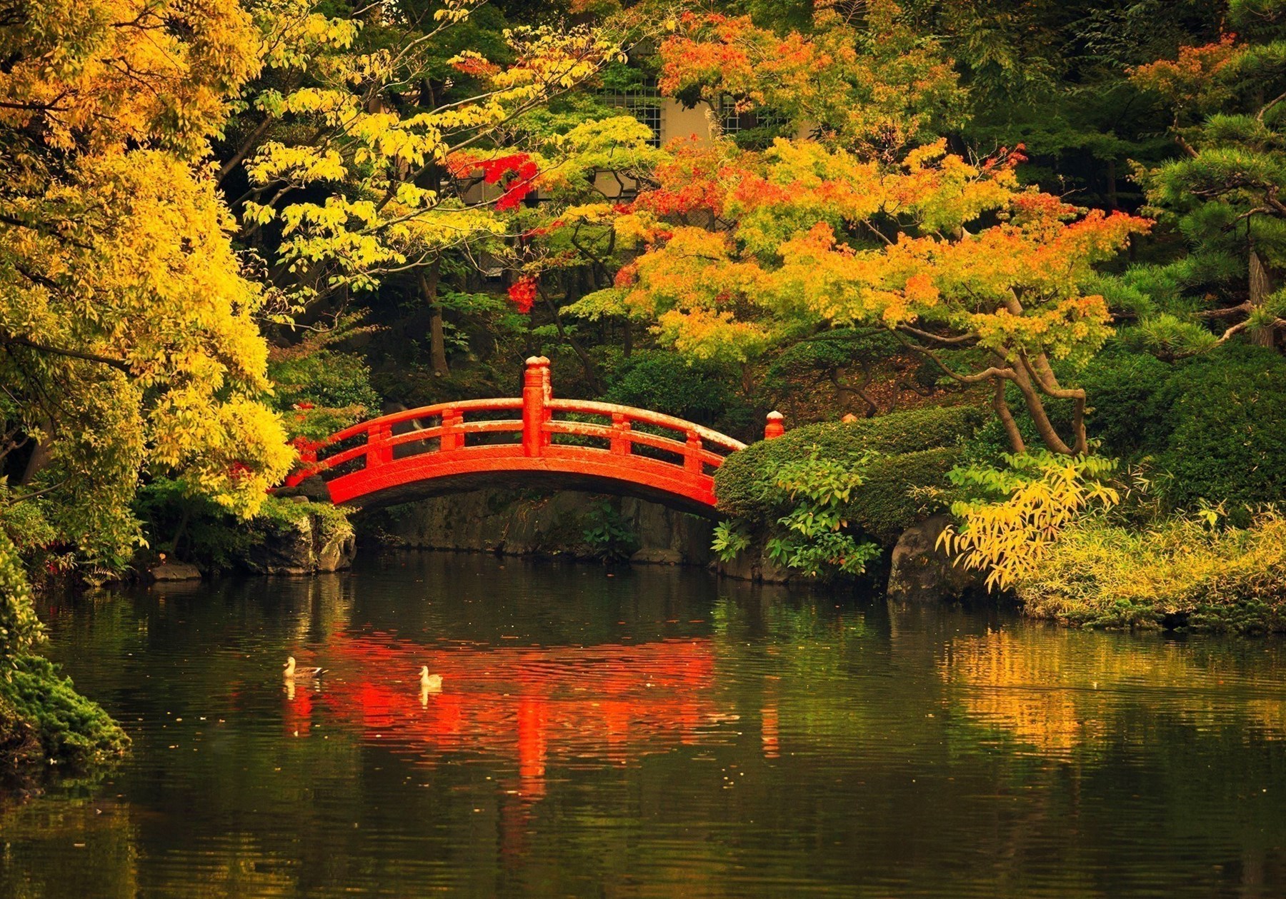 JAPAN Japans Gardens Are Particularly Beautiful When The Autumn Leaves Start Turning Red To Match The Ornamental Bridges Such As This One At Korakuen Gardens