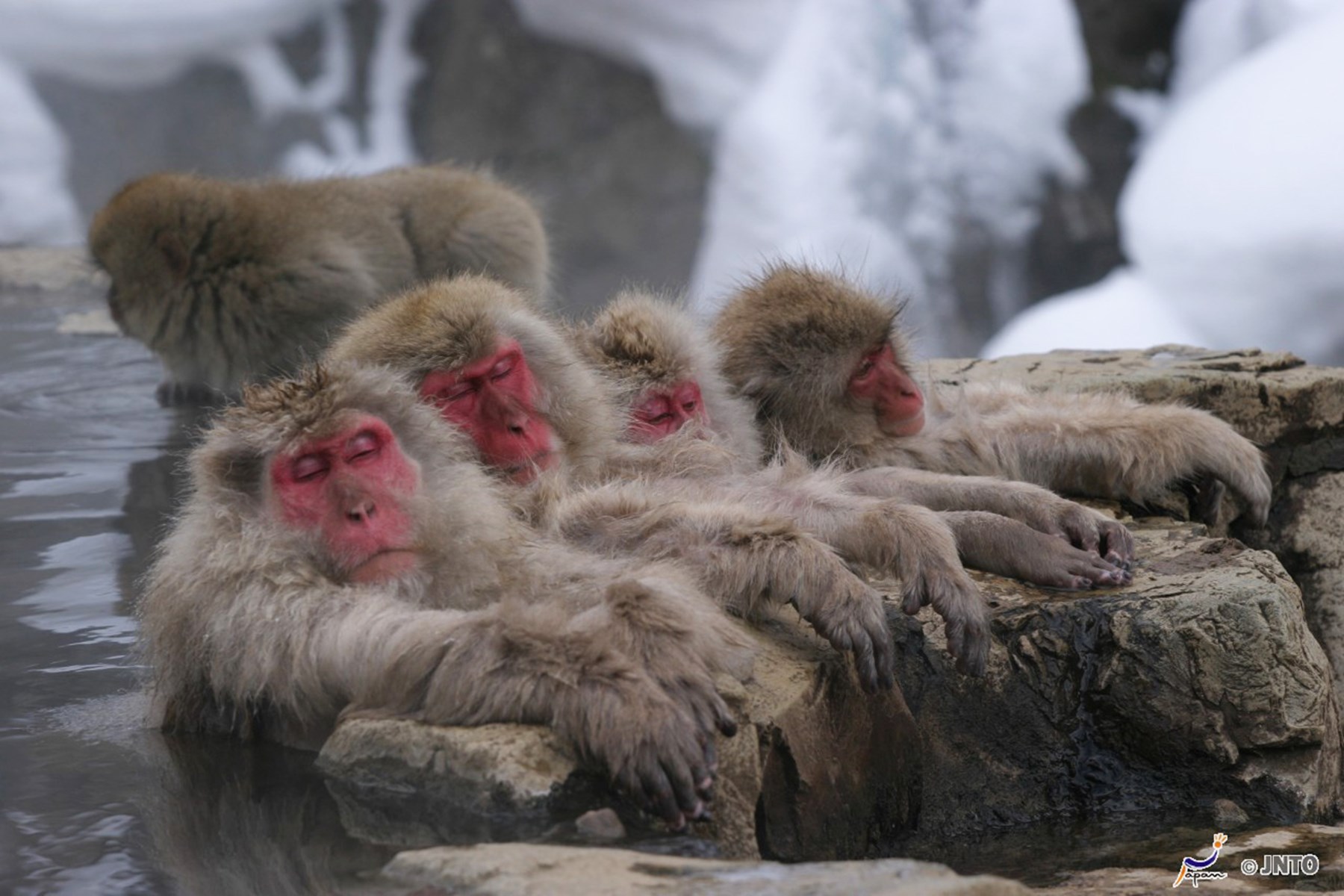 JAPAN The Iconic Snow Monkeys Of Yudanaka In The Japan Alps Hang Out At The Hot Spring Pool