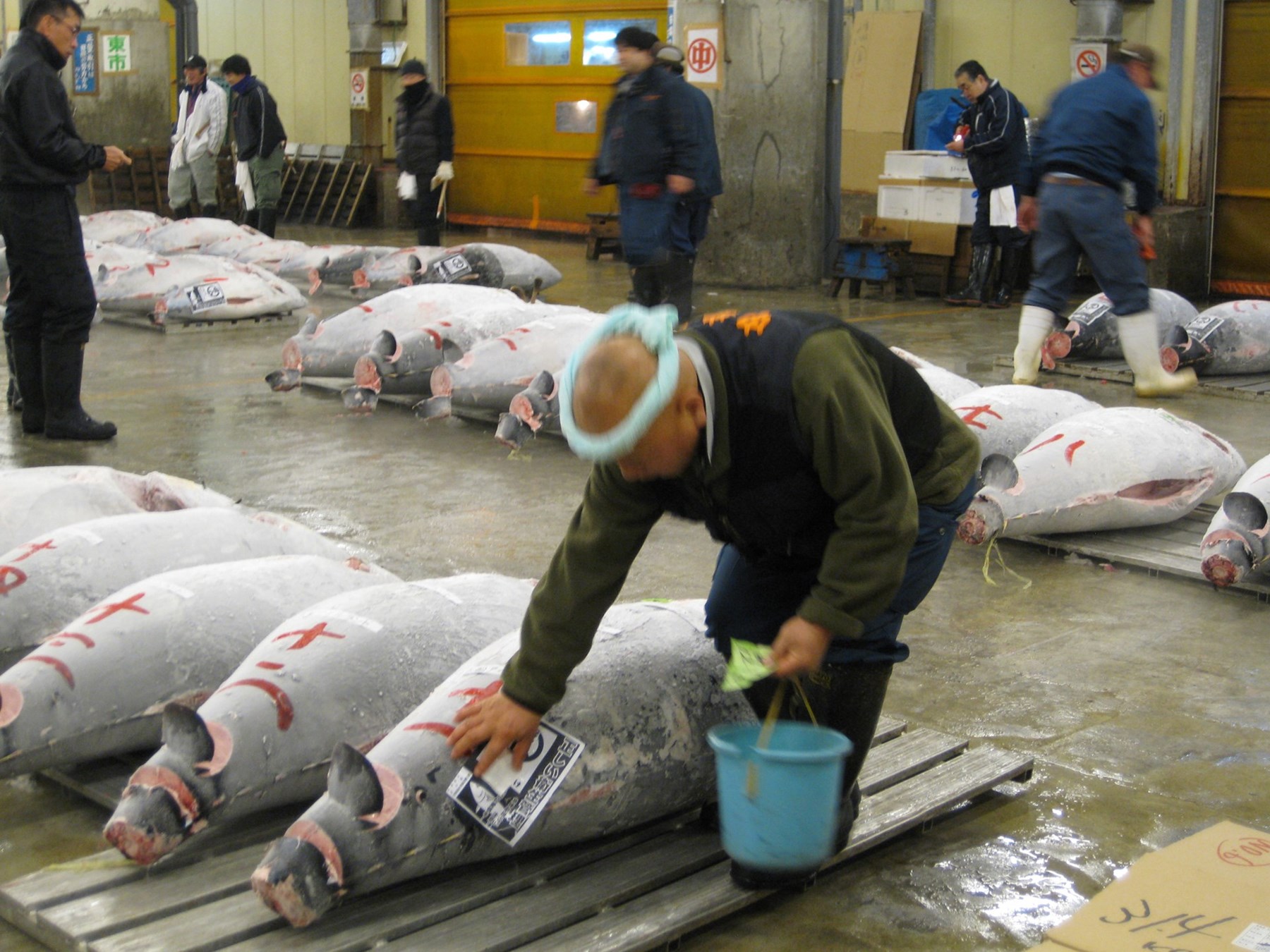 JAPAN At Sprwaling Tsukiji Fish Market The Main Tuna Auction Is Done By 5 Am And Adjacent Stalls Selling Are Selling The Freshest Possible Sushi Straight Afterwards