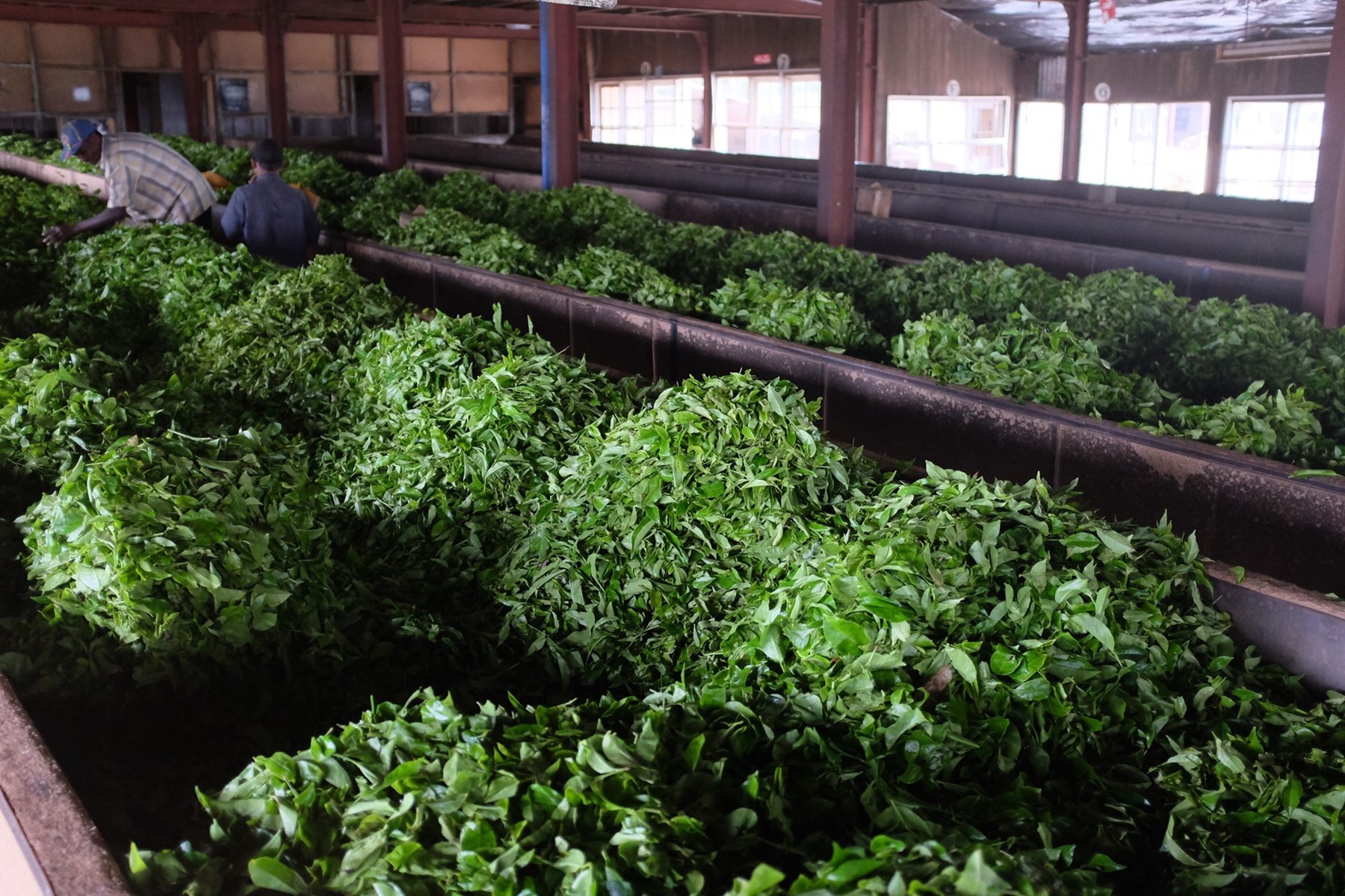 Marcus Troiano Sri Lanka 58