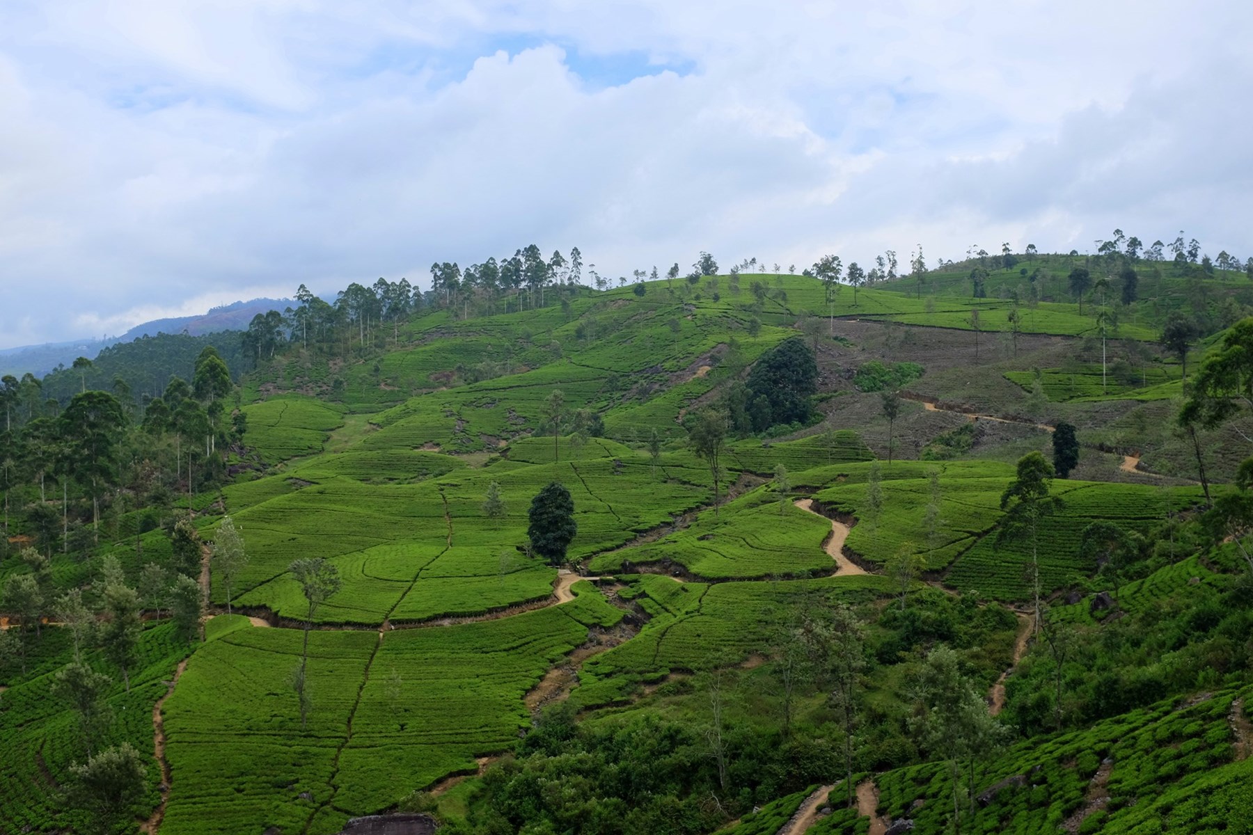 Marcus Troiano Sri Lanka 62