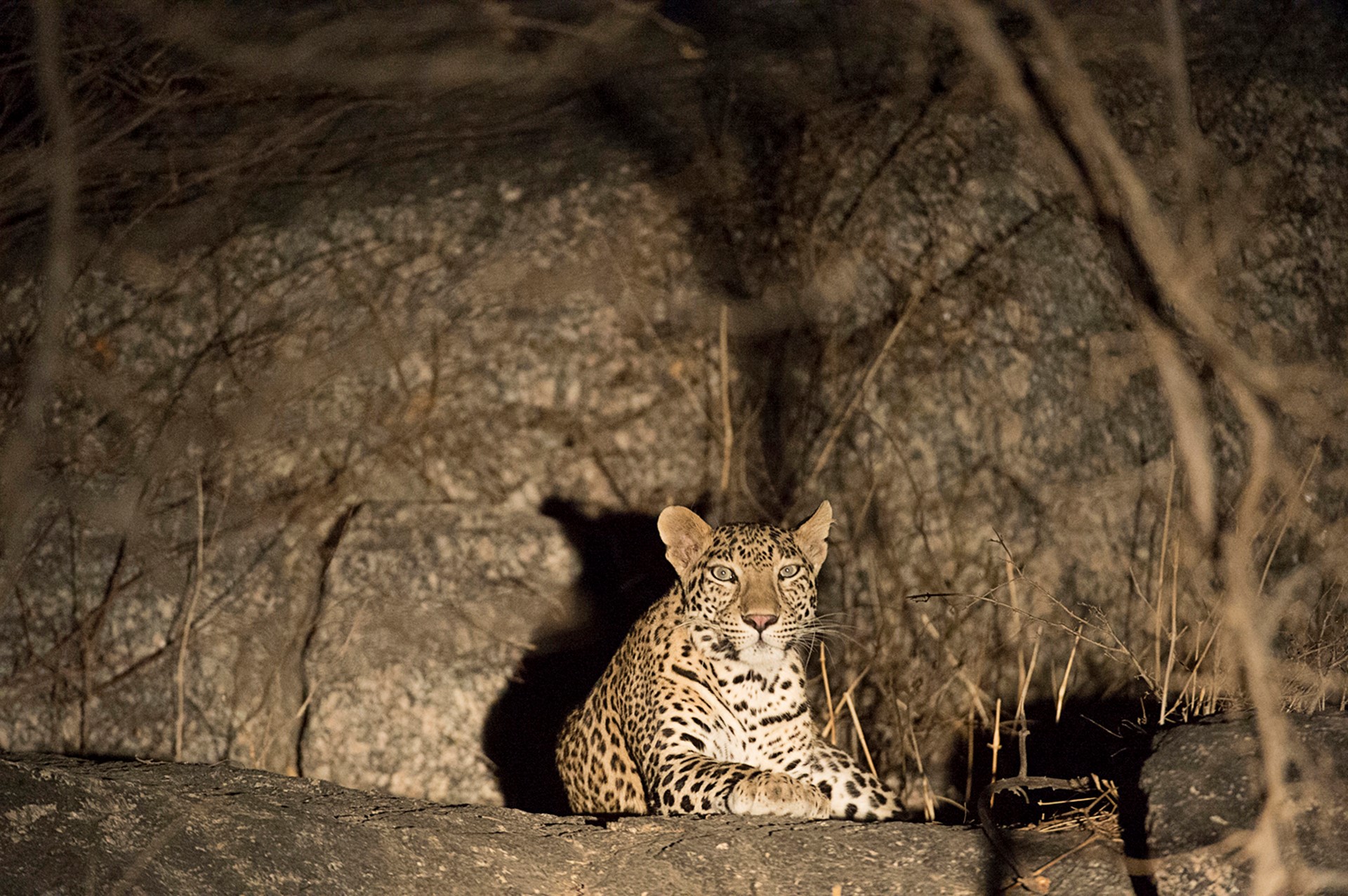 Jawai Leopard Camp Kumbhalgarh North India SUJAN 3 