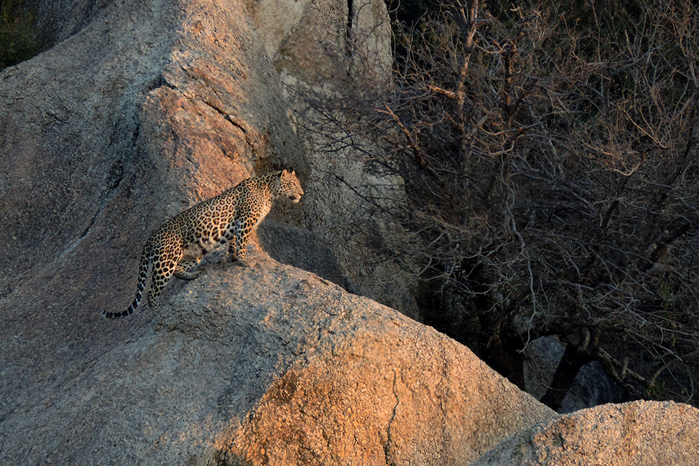Jawai Leopard Camp Kumbhalgarh North India SUJAN 5 