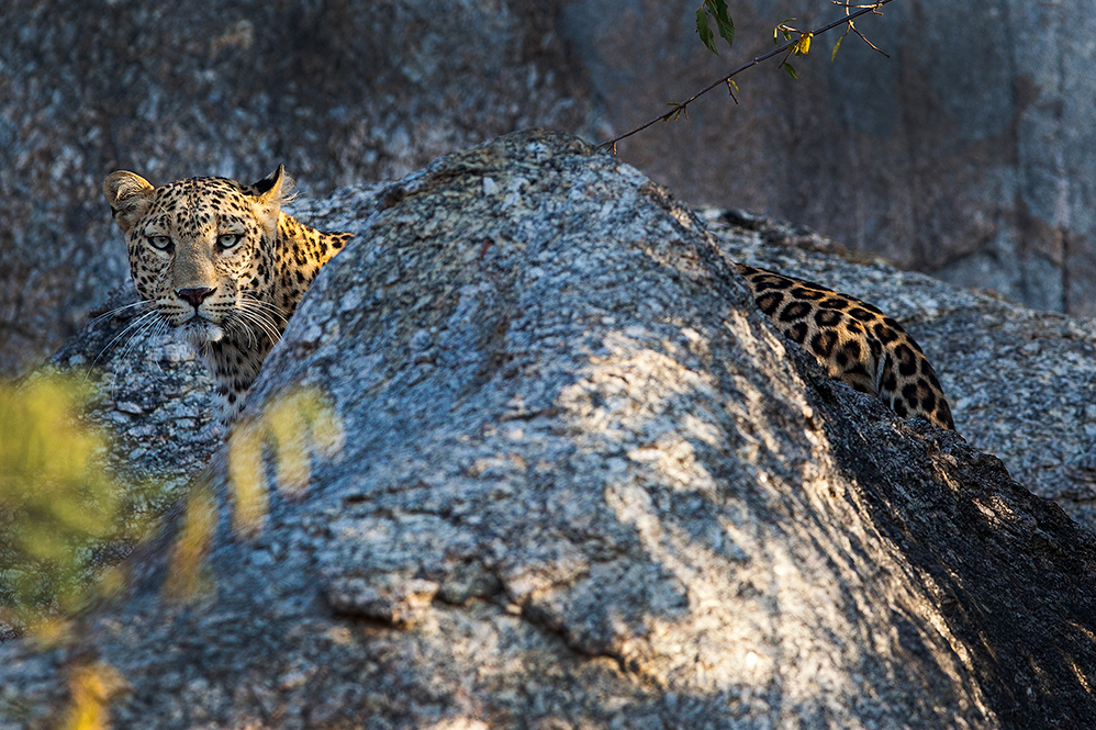 Jawai Leopard Camp Kumbhalgarh North India SUJAN 6 