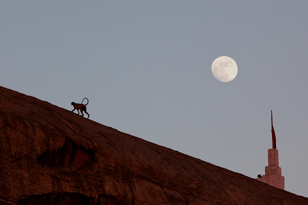 Jawai Leopard Camp Kumbhalgarh North India SUJAN 8 