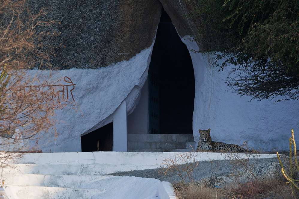 Jawai Leopard Camp Kumbhalgarh North India SUJAN 9 
