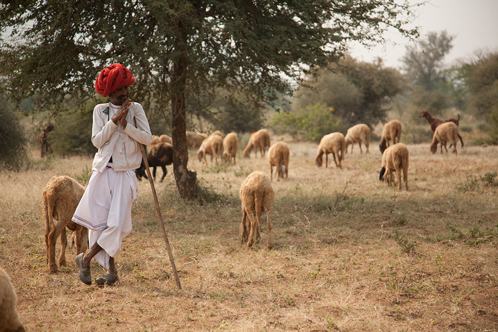 Jawai Leopard Camp Kumbhalgarh North India SUJAN 10 