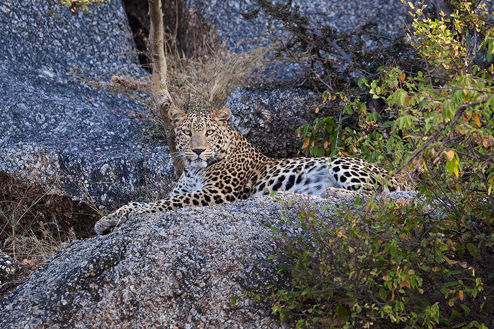 Jawai Leopard Camp Kumbhalgarh North India SUJAN 12 