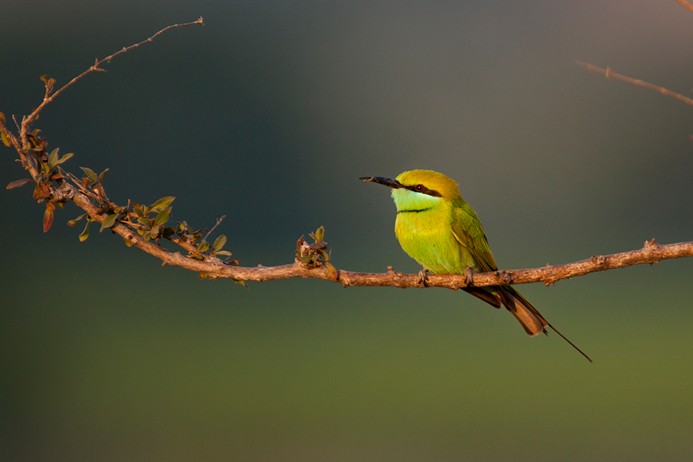 Jawai Leopard Camp Kumbhalgarh North India SUJAN 13 