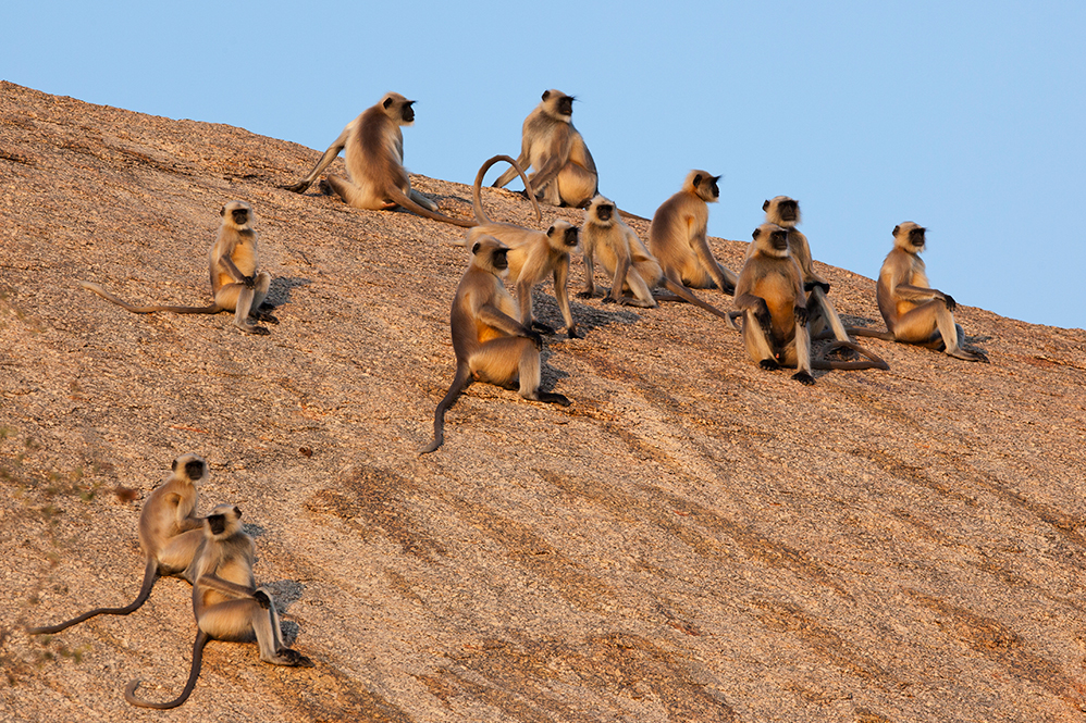Jawai Leopard Camp Kumbhalgarh North India SUJAN 14 