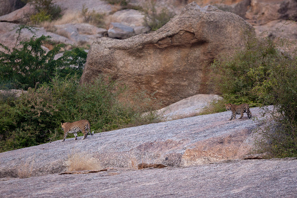Jawai Leopard Camp Kumbhalgarh North India SUJAN 15 