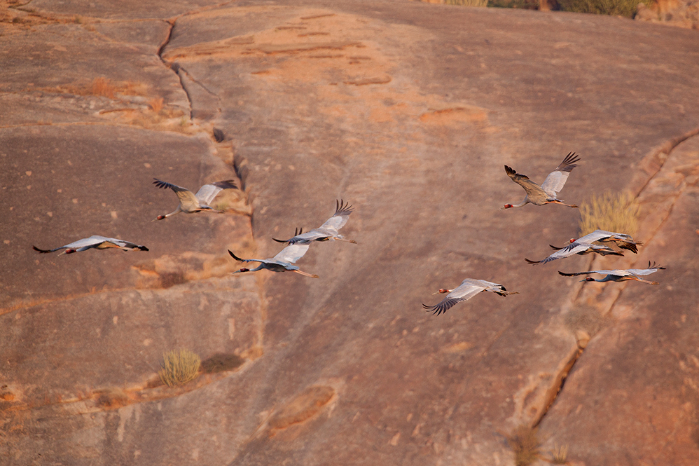 Jawai Leopard Camp Kumbhalgarh North India SUJAN 16 