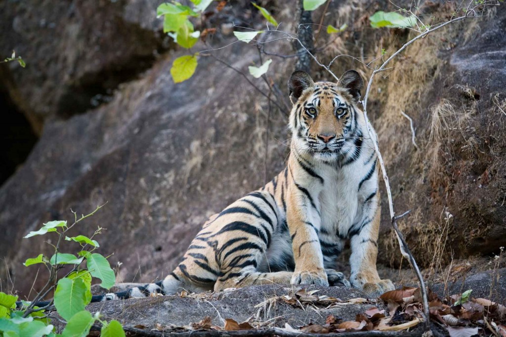 Jamtara Wilderness Camp Pench National Park North India 18 