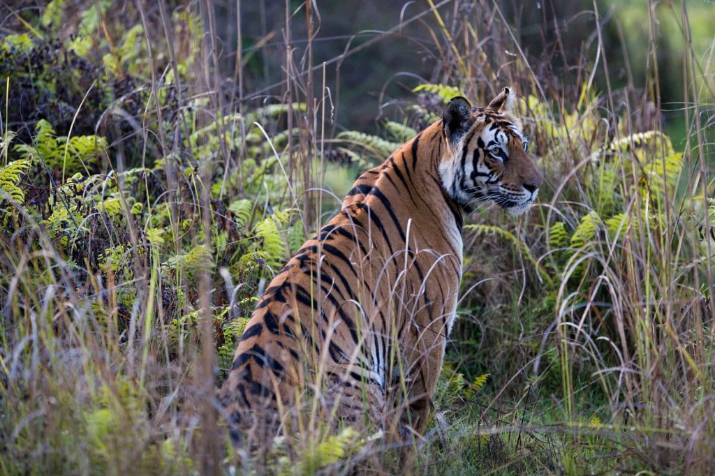 Jamtara Wilderness Camp Pench National Park North India 3 