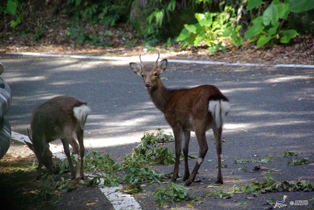 Yakushima Japan 3 