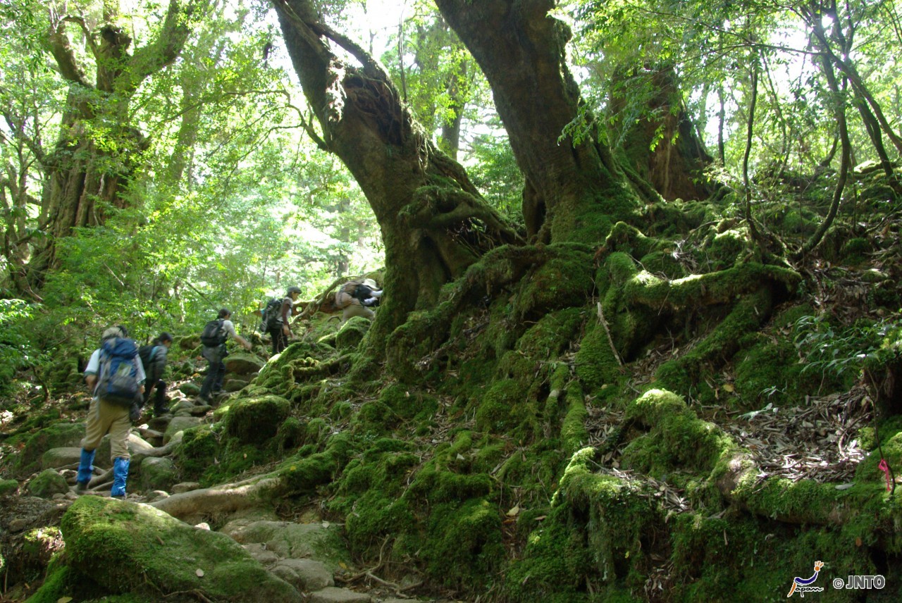 Yakushima Japan 5 