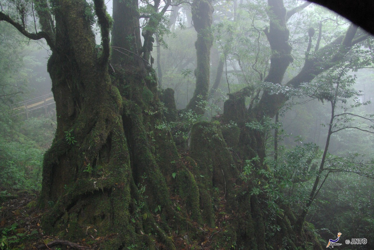 Yakushima Japan 9 