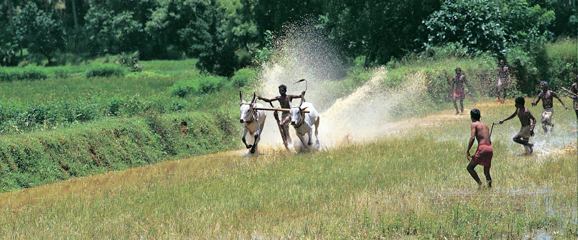 South India Banner 3 