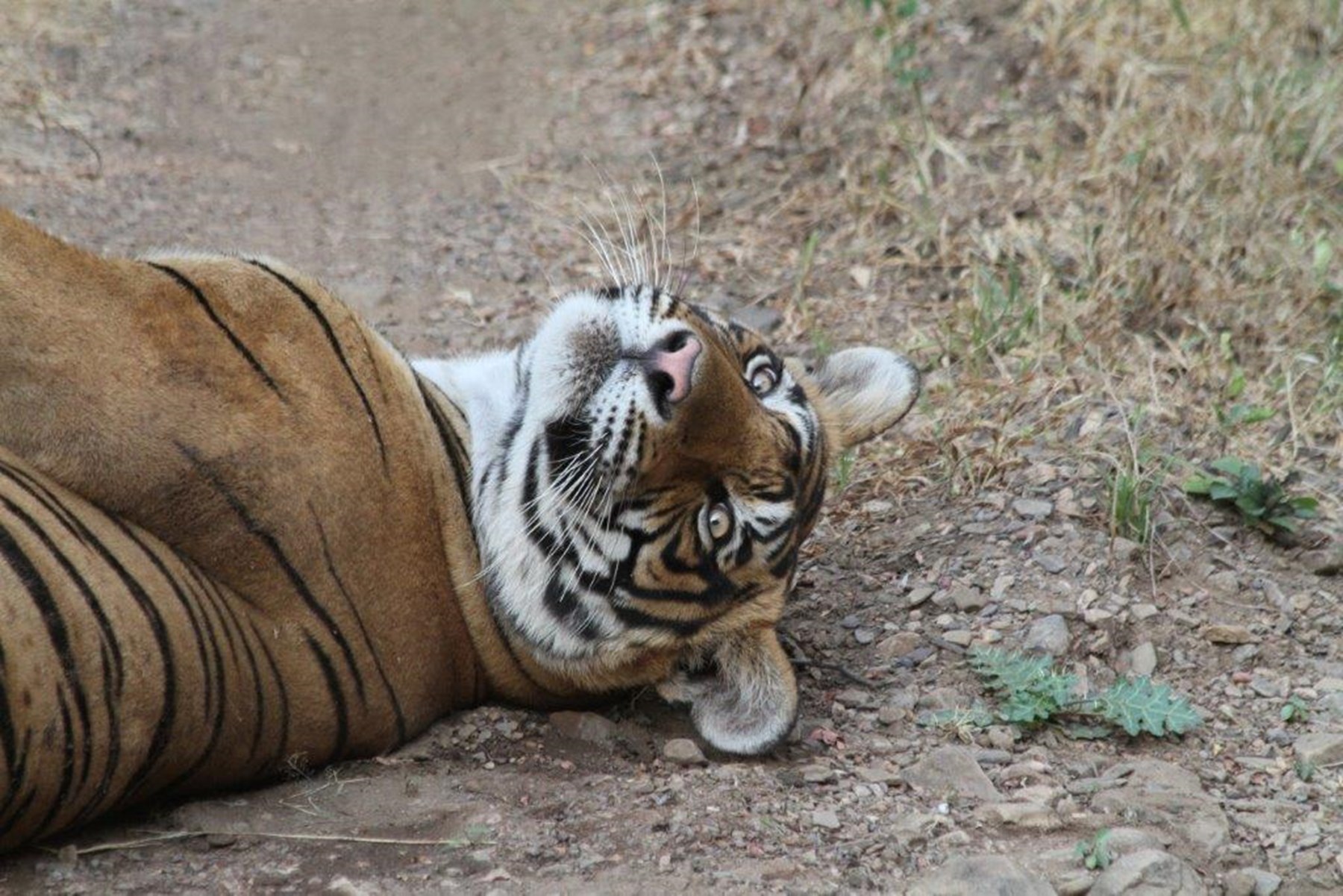 Carruthers Family North India 4 