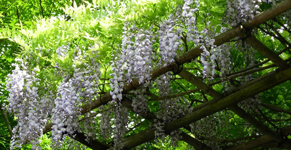 Yoshimatsu Hakone Japan 8 