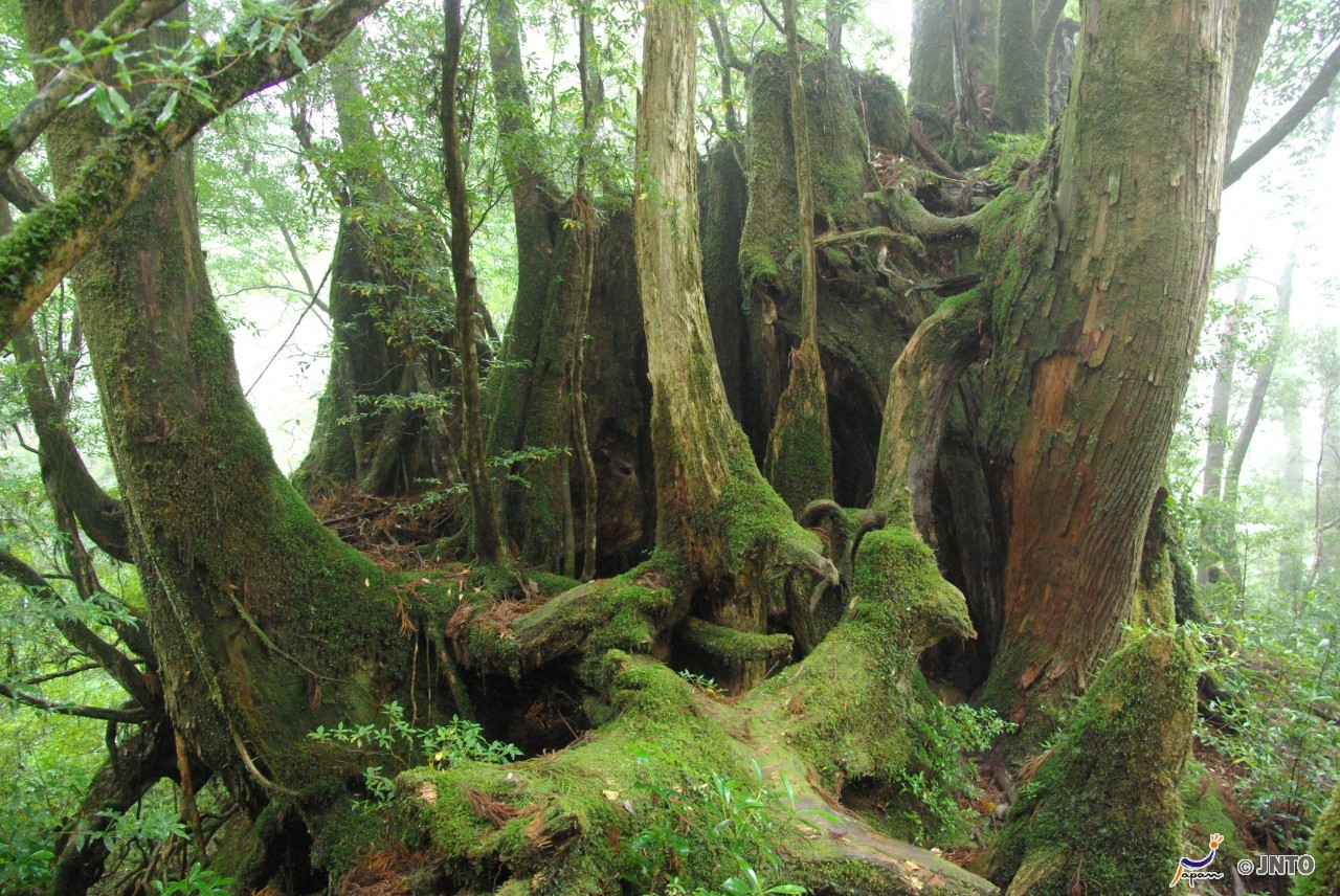 Length Of The Bullet Train Line 20 