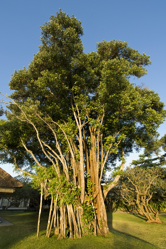 Atas Ombak Bali Indonesia 13 