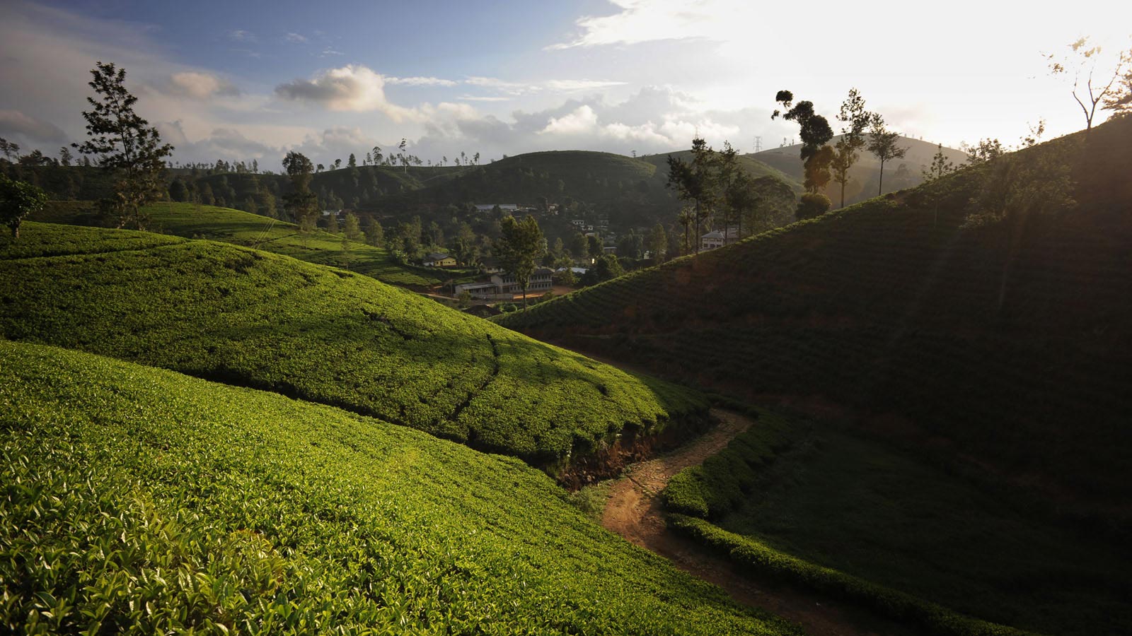 Castlereagh Tea Trails Sri Lanka 30 