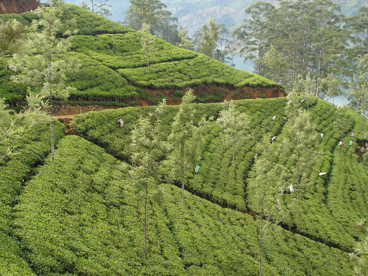 Castlereagh Tea Trails Sri Lanka 15 