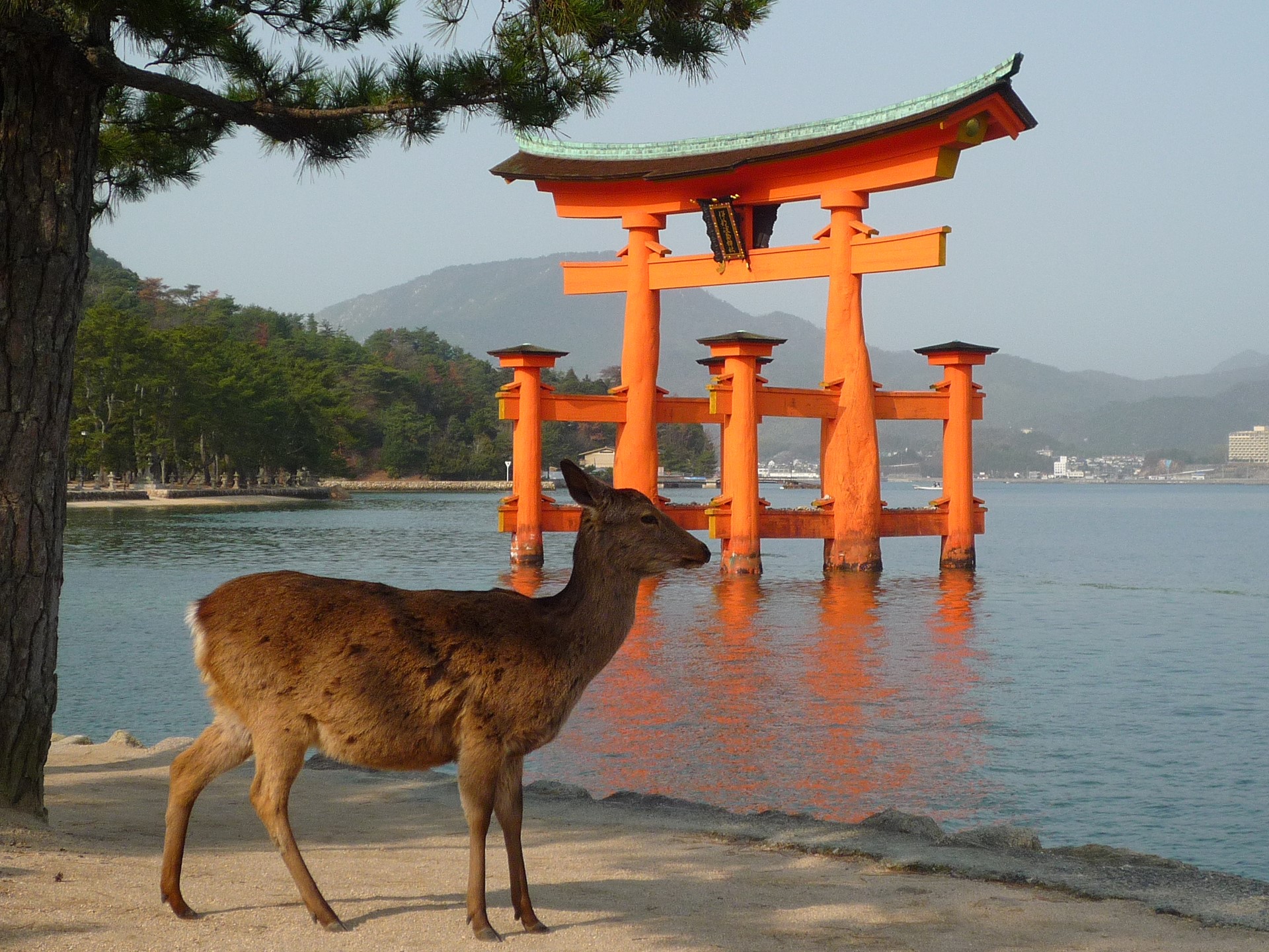 Miyajima Floating Tori Deer