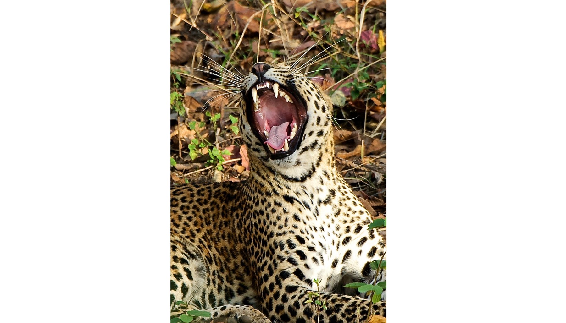 Atkinson India April 2015 Ampersand Travel 14 