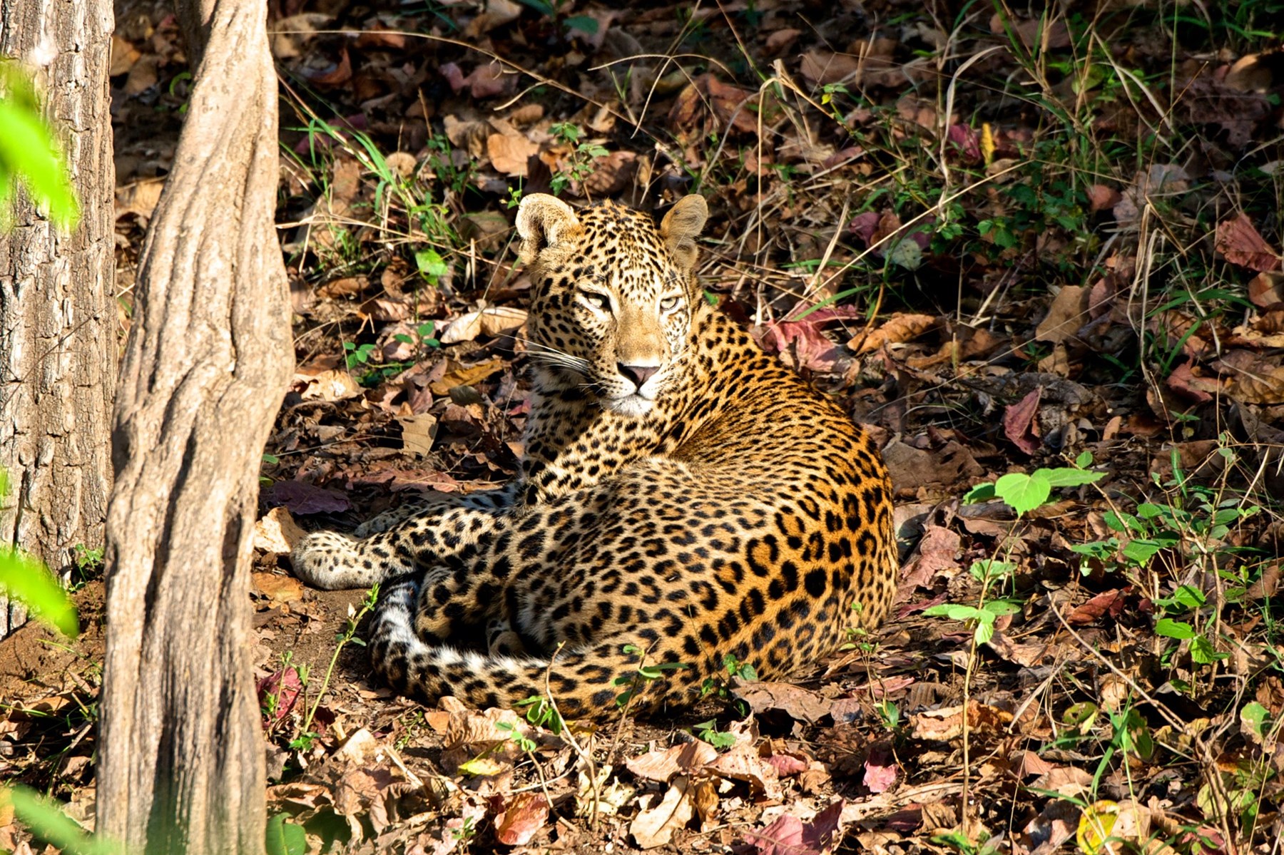 Atkinson India April 2015 Ampersand Travel 15