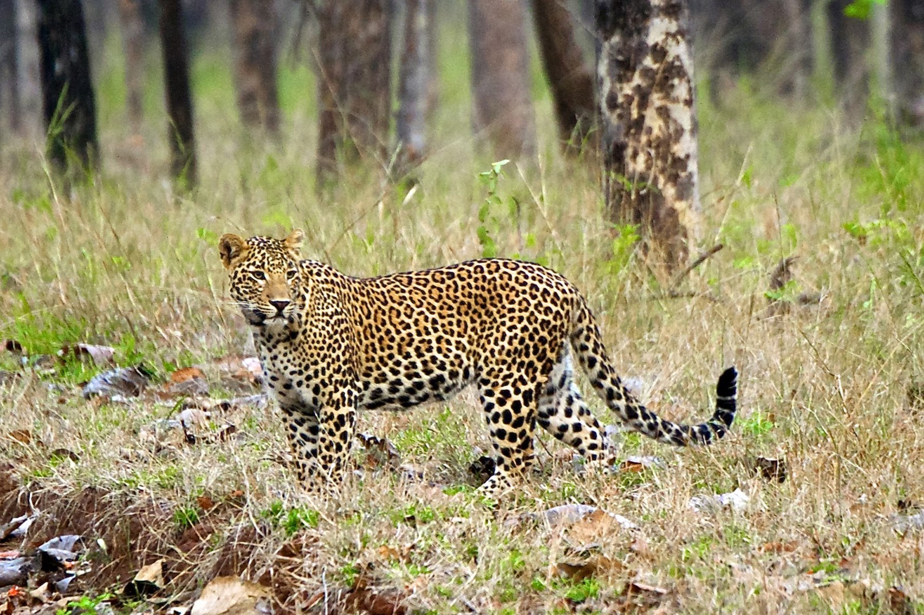 Atkinson India April 2015 Ampersand Travel 20 