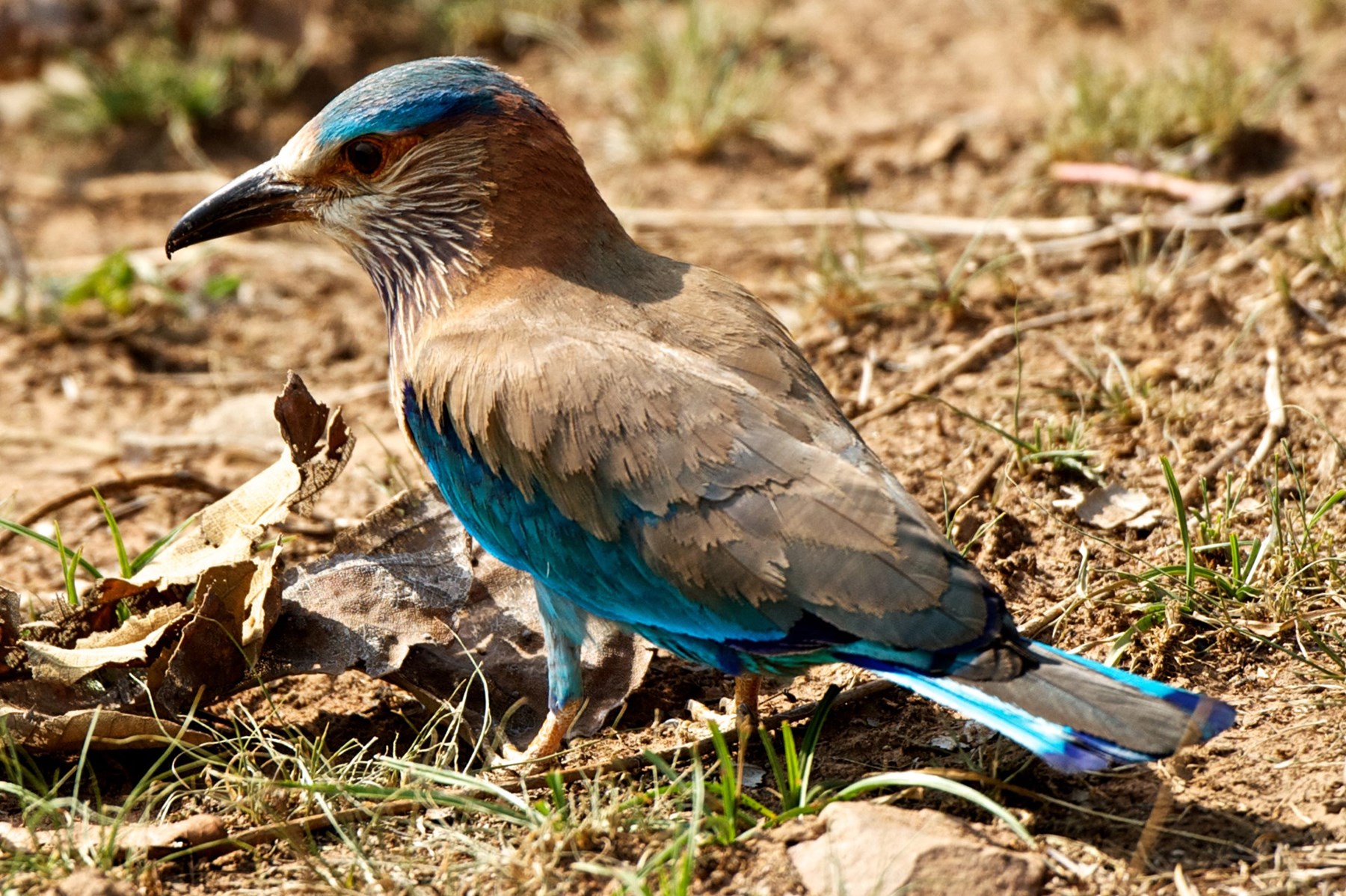 Atkinson India April 2015 Ampersand Travel 5