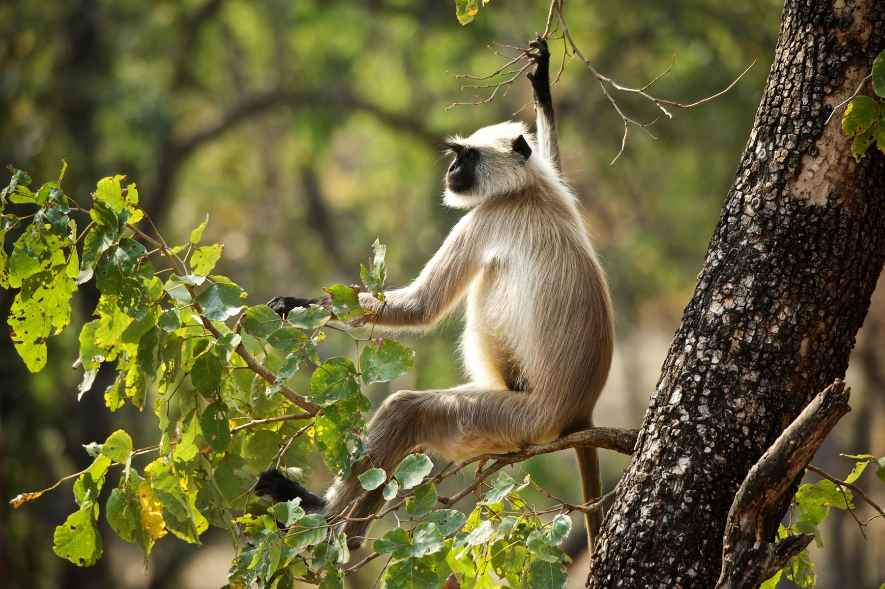 Atkinson India April 2015 Ampersand Travel 7 